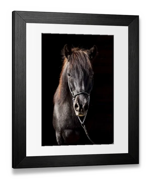 Framed Print : Portrait of an old black Icelandic gelding with show halter in front of a dark background