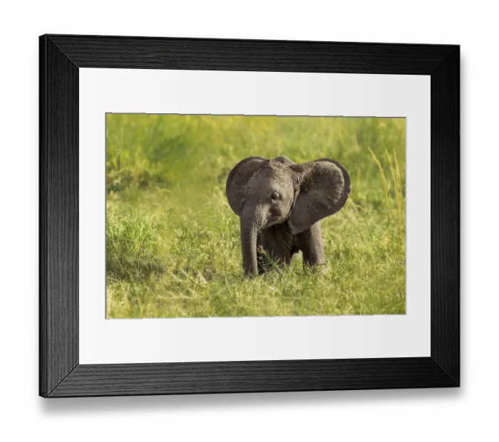 Framed Print : African Elephant (Loxodonta africana)