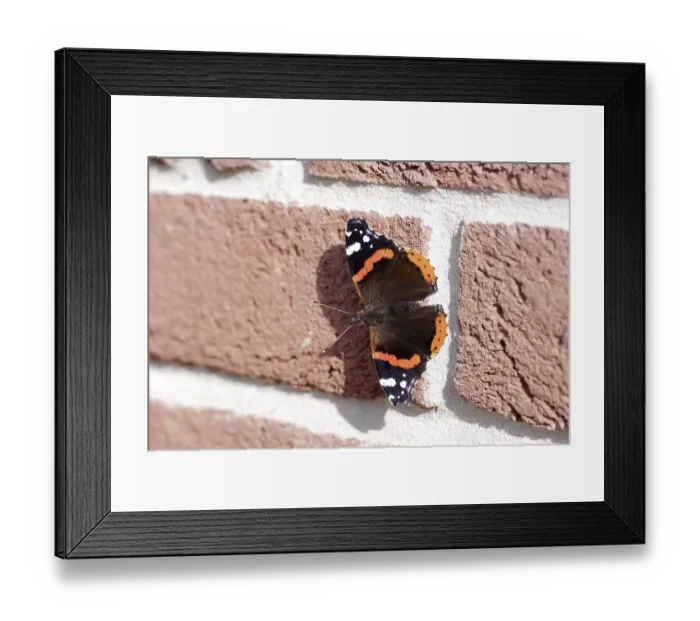 Framed Print : Red admiral (Vanessa atalanta) Framed Print : Red admiral (Vanessa atalanta)