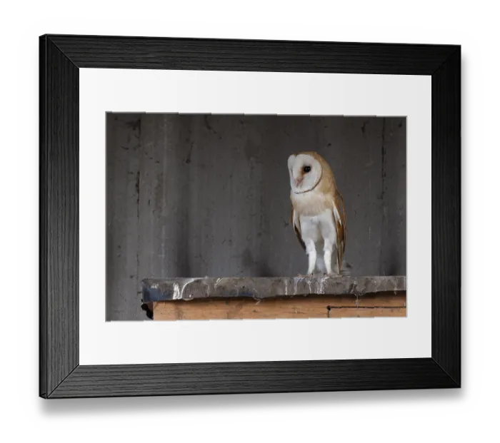 Framed Print : Barn owl (Tyto alba), in the barn
