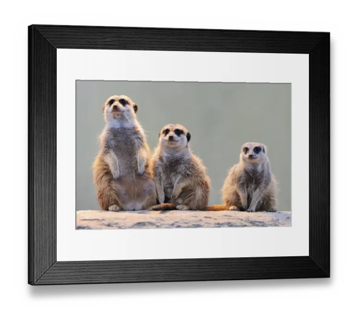 Framed Print : Meerkats (Suricata suricatta) Framed Print : Meerkats (Suricata suricatta)