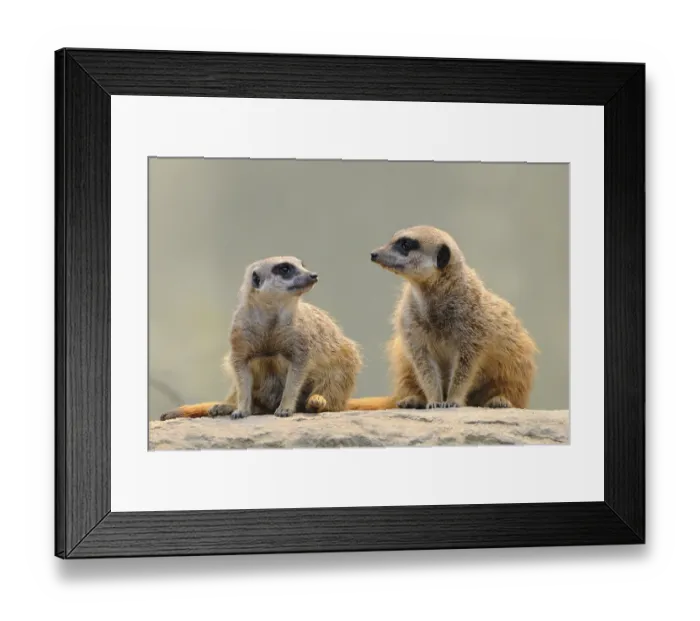 Framed Print : Meerkats (Suricata suricatta)