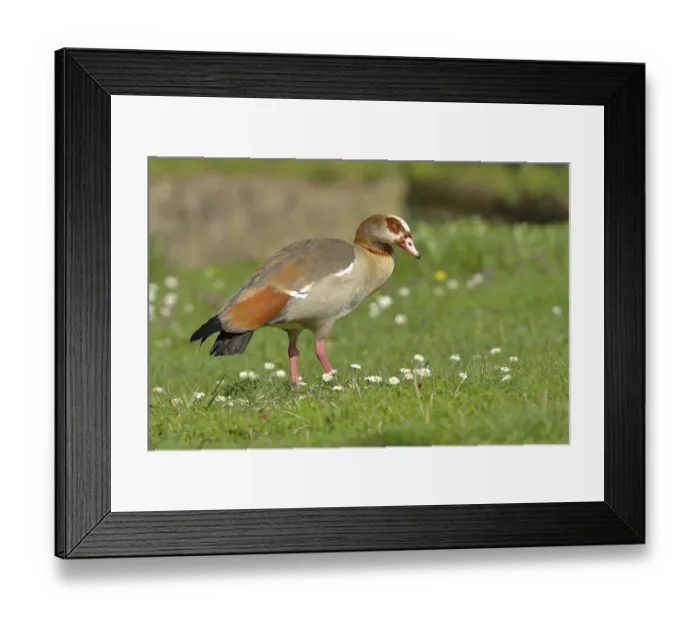 Framed Print : Egyptian goose (Alopochen aegyptiacus) stands in a meadow Framed Print : Egyptian goose (Alopochen aegyptiacus) stands in a meadow
