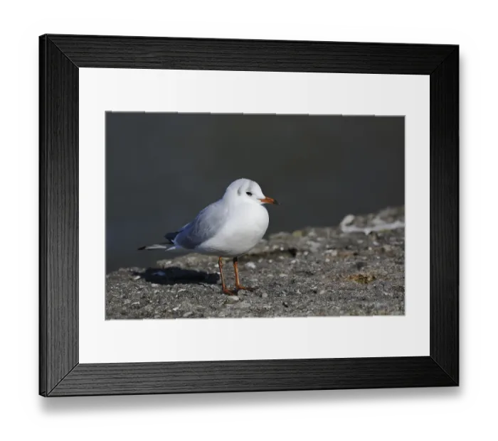 Framed Print : Black-headed gull (Chroicocephalus ridibundus)
