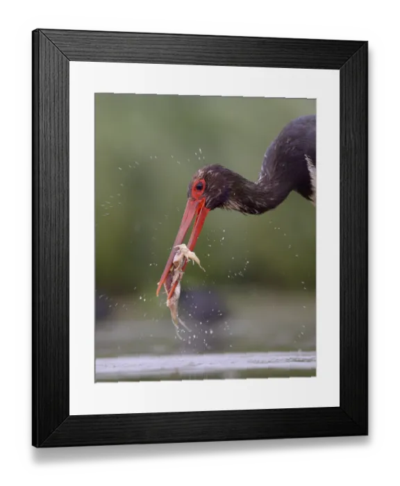 Framed Print : Black Stork (Ciconia nigra), crushing its prey Framed Print : Black Stork (Ciconia nigra), crushing its prey