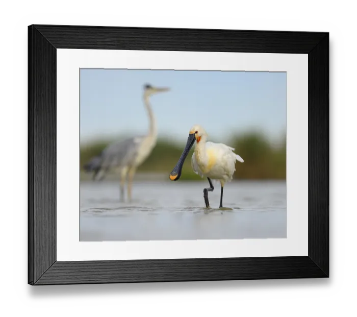 Framed Print : Eurasian Spoonbill or Common Spoonbill (Platalea leucorodia)