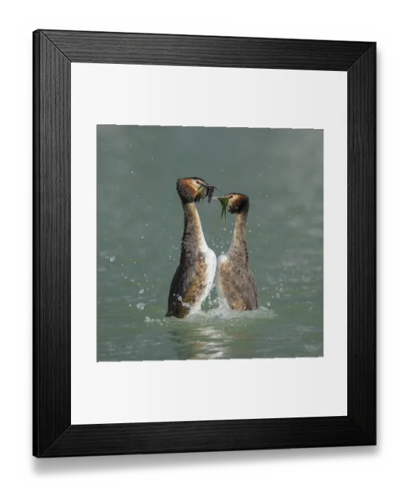 Framed Print : Great crested grebe (Podiceps cristatus)