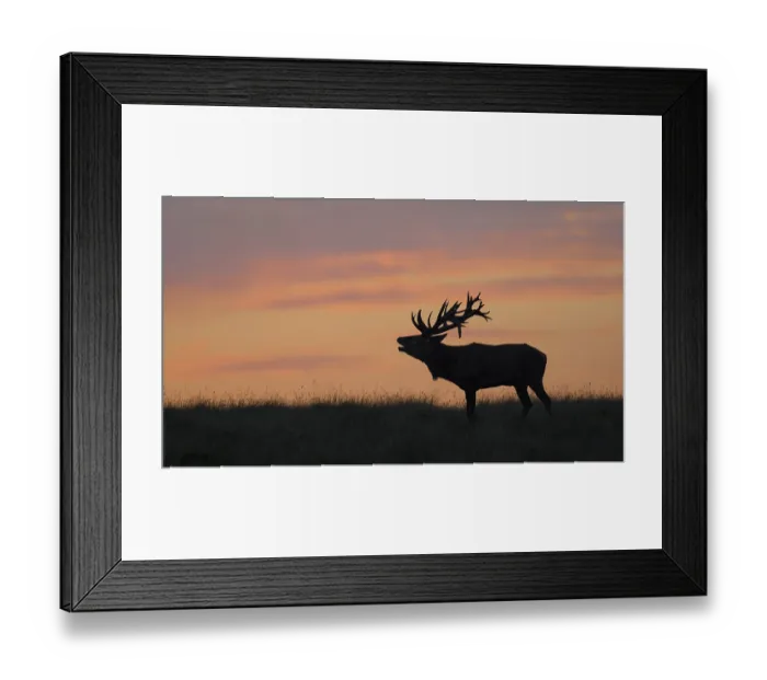 Framed Print : Red deer (Cervus elaphus), Royal Stag in last light