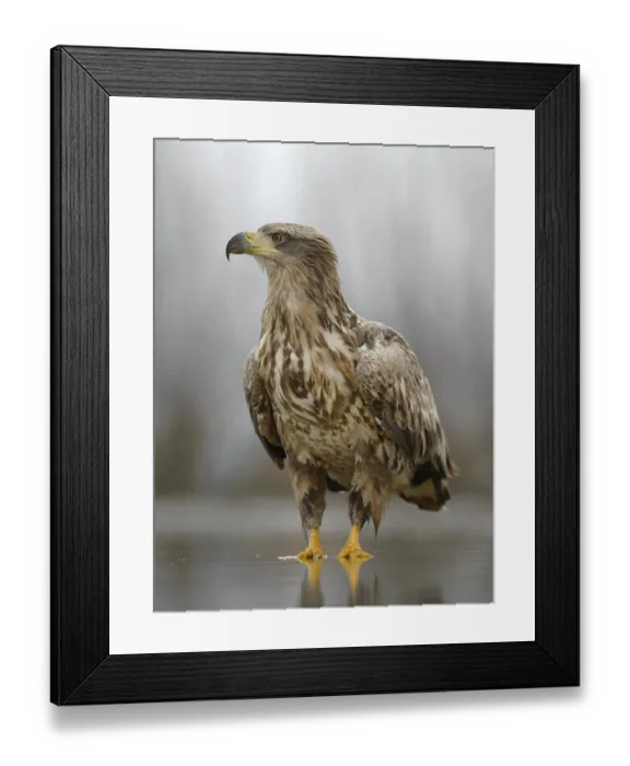 Framed Print : White-tailed eagle (Haliaeetus albicilla) standing in shallow water of fish pond