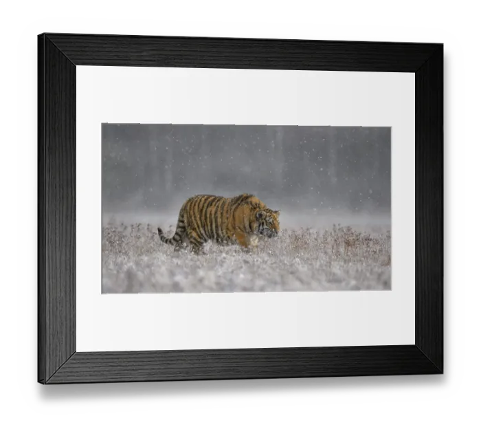 Framed Print : Siberian tiger (Panthera tigris altaica) Framed Print : Siberian tiger (Panthera tigris altaica)