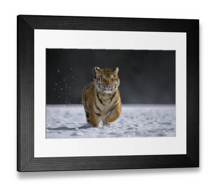 Framed Print : Siberian tiger (Panthera tigris altaica) Framed Print : Siberian tiger (Panthera tigris altaica)