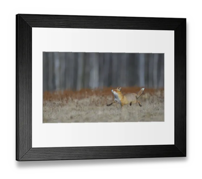 Framed Print : Red fox (vulpes vulpes), running across a meadow