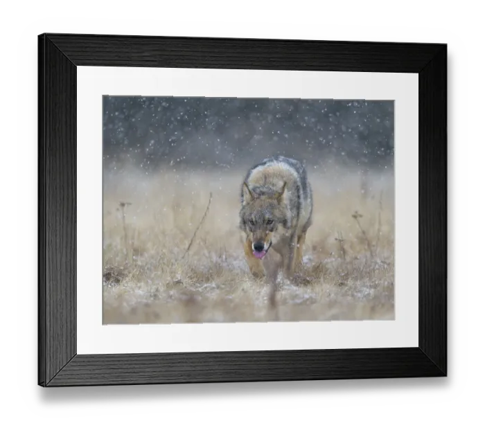 Framed Print : Gray wolf (Canis lupus), runs across a meadow in heavy snowfall
