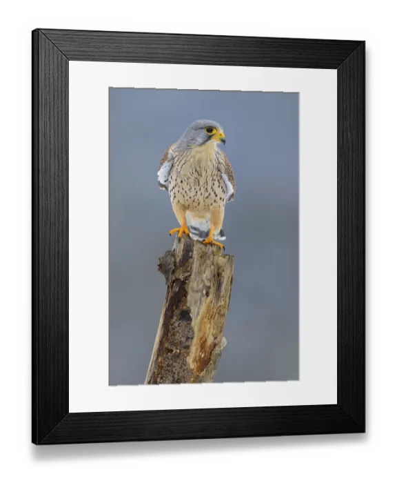 Framed Print : Common kestrel (Falco tinnunculus)