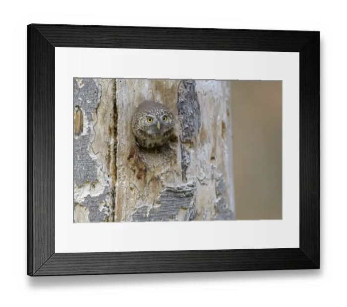 Framed Print : Pygmy Owl (Glaucidium passerinum)