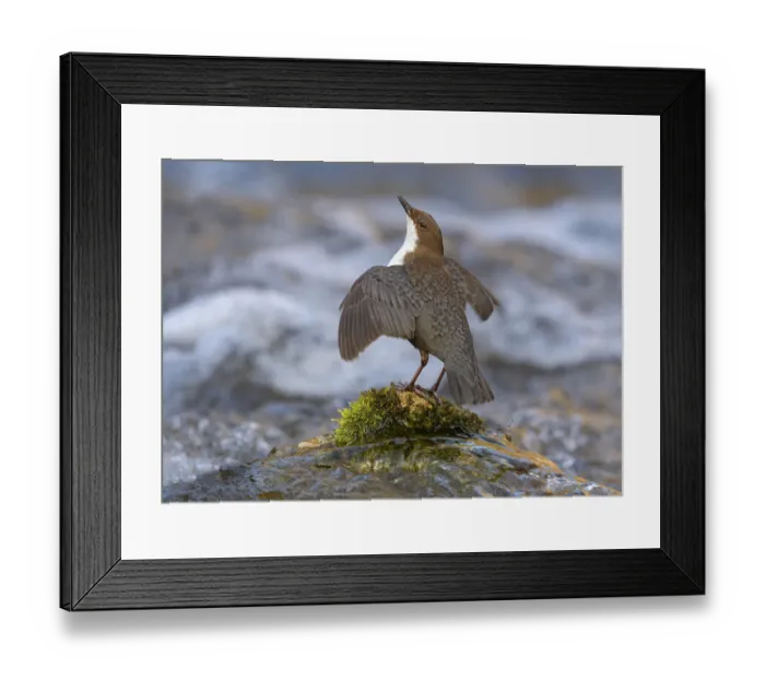 Framed Print : White-throated Dipper (Cinclus cinclus)