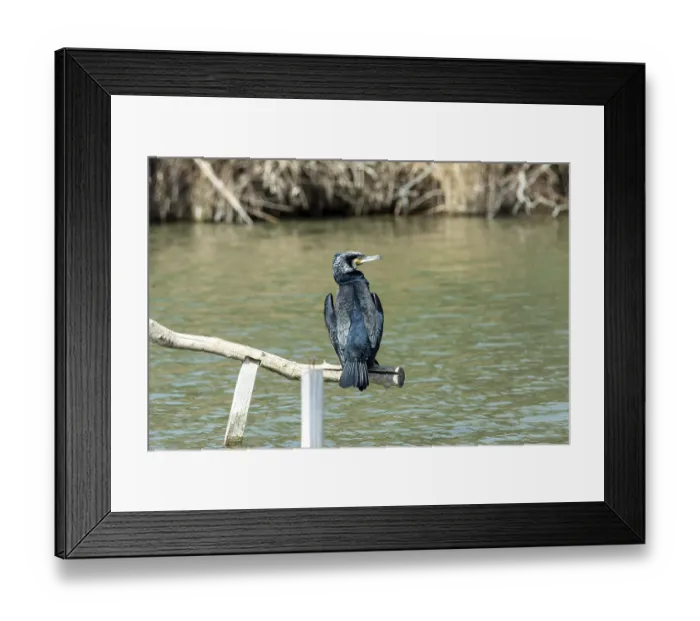 Framed Print : Large cormorant, on perch drying in the sun Framed Print : Large cormorant, on perch drying in the sun