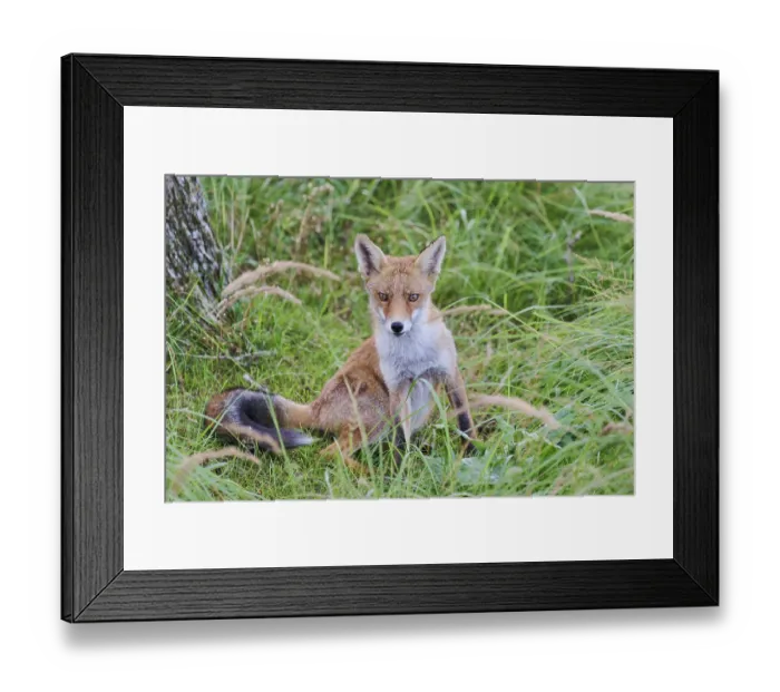Framed Print : Red fox (Vulpes vulpes), Amsterdam, NIederlande