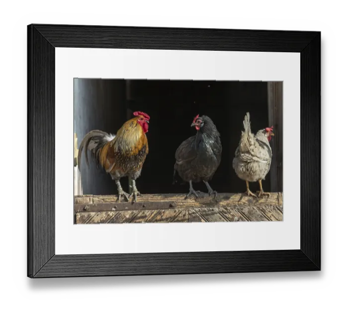Framed Print : Rooster and hens perched in a farmyard Framed Print : Rooster and hens perched in a farmyard