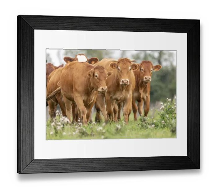 Framed Print : Brown cows in a pasture in summer. Alsace, France