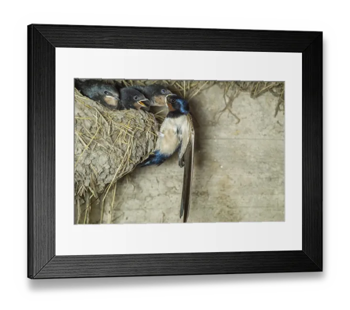 Framed Print : Barn swallow (Hirundo rustica) bringing food to its chicks in the nest on a farm