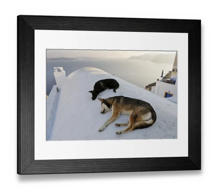 Framed Print : Sleeping dogs, Oia, Santorini, Greece
