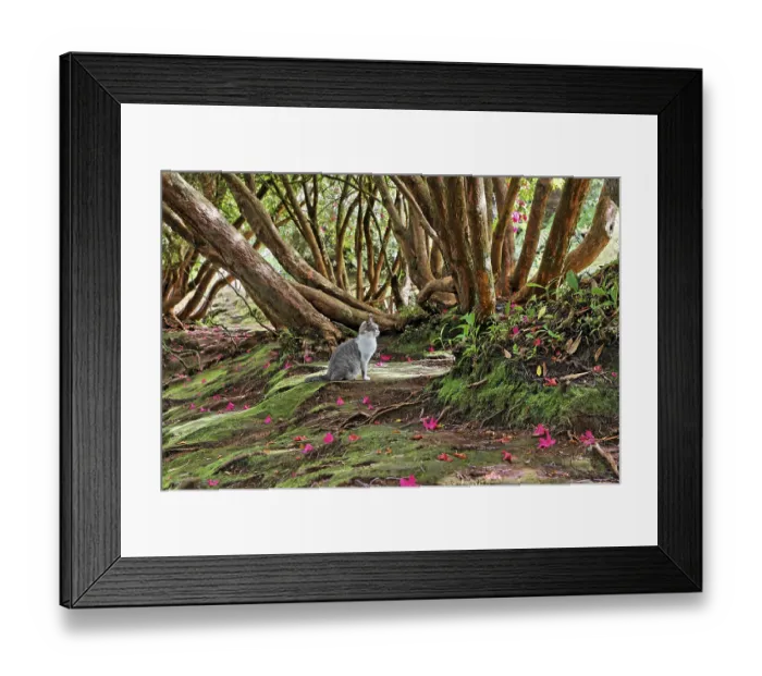Framed Print : A cat under a rhododendron tree