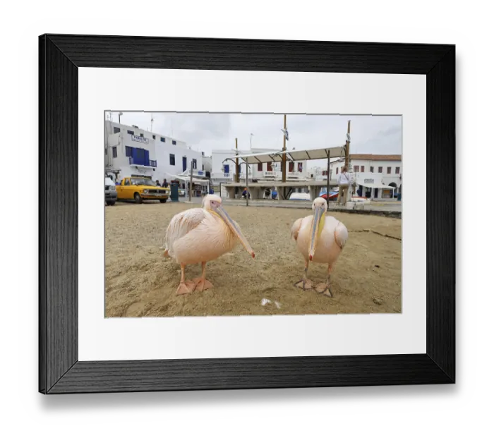 Framed Print : Pink pelicans at the harbour, Myconos, Greece