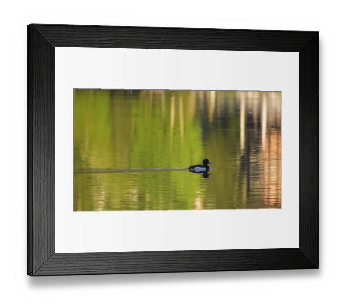 Framed Print : A tufted duck (Aythya fuligula) swims on the Hintersee lake in Berchtesgaden National Park