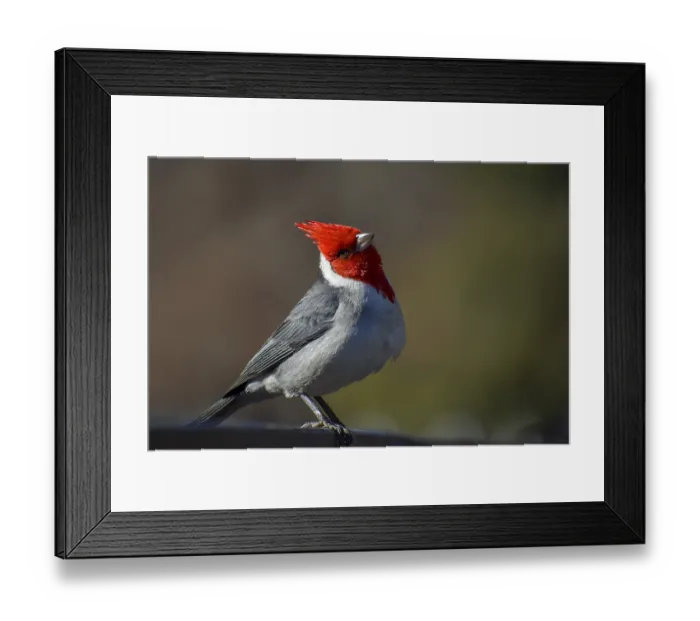 Framed Print : Close-up of a red-crested cardinal (Paroaria coronata) seen in a park in the city of Buenos Aires