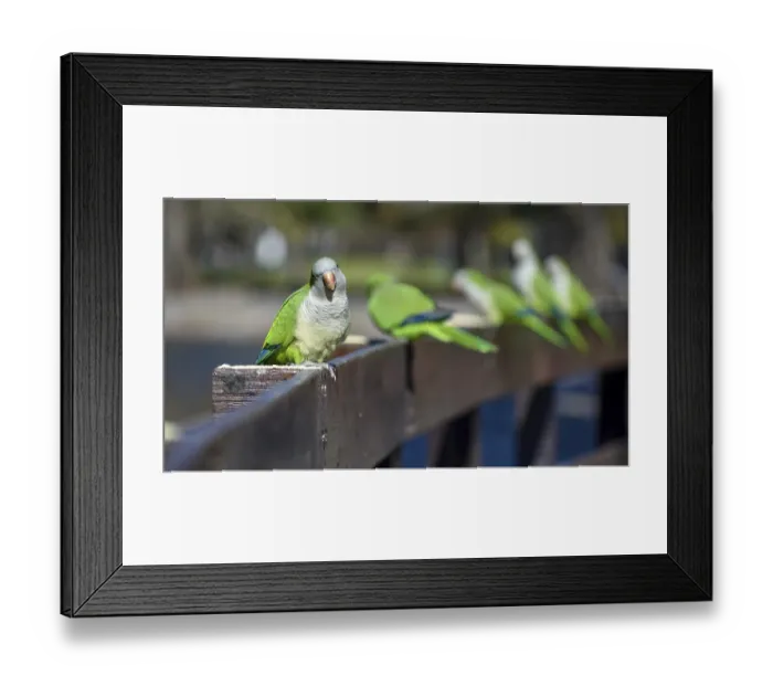 Framed Print : A group of free-ranging monk parakeets (myiopsitta monachus) Framed Print : A group of free-ranging monk parakeets (myiopsitta monachus)