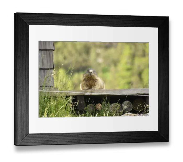 Framed Print : Marmot (Marmota marmota) in the wild on the horse-rider Alm where it lives under the mountain huts Framed Print : Marmot (Marmota marmota) in the wild on the horse-rider Alm where it lives under the mountain huts