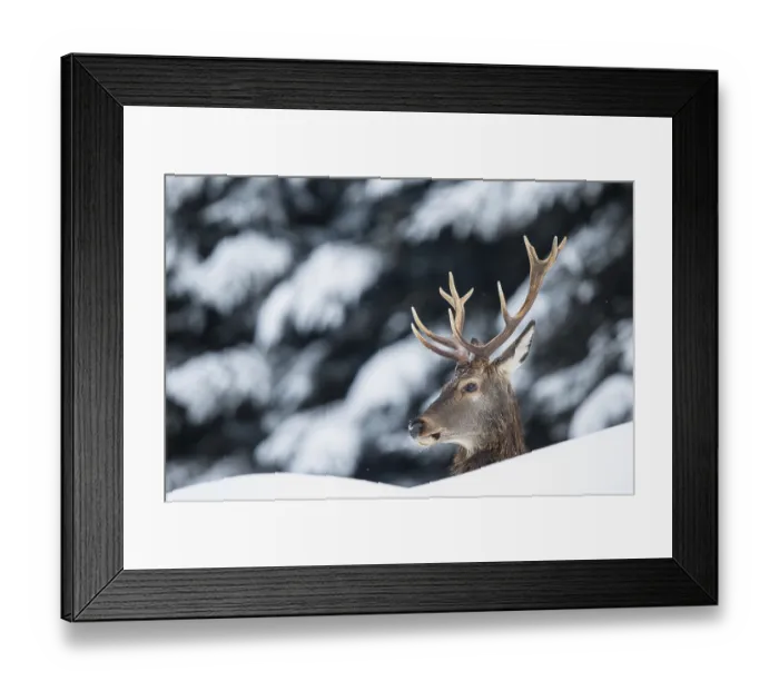 Framed Print : Red Deer (Cervus elaphus) in the snow Framed Print : Red Deer (Cervus elaphus) in the snow