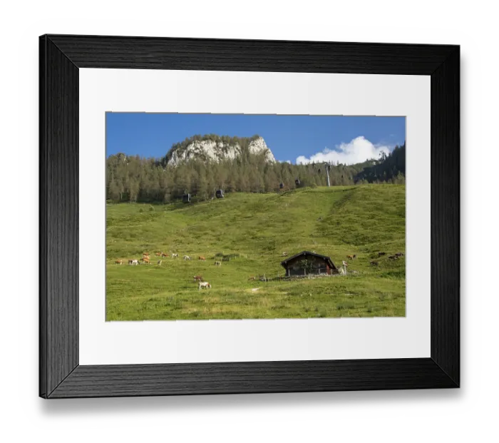 Framed Print : Cows on the alpine pasture with alpine hut and gondolas of the Jennerbahn