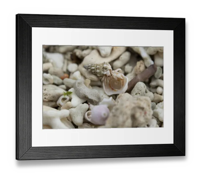 Framed Print : Land hermit crab (Coenobita spec)
