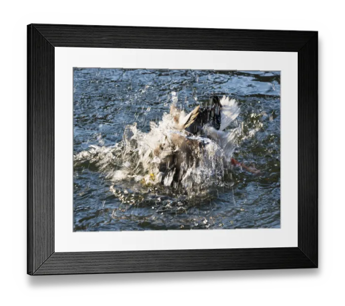 Framed Print : Mallard (Anas platyrhynchos), drake
