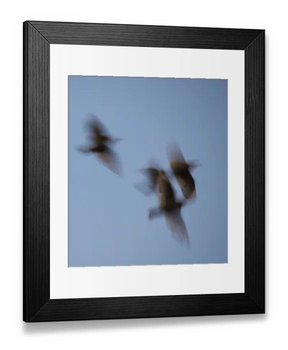 Framed Print : Four starlings or common starlings (Sturnus vulgaris) fly in front of the blue sky to the roost