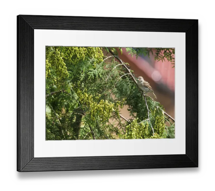 Framed Print : House sparrow (Passer domesticus)