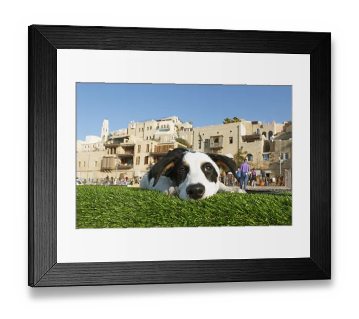 Framed Print : A dog lies in front of the old town of Jaffa