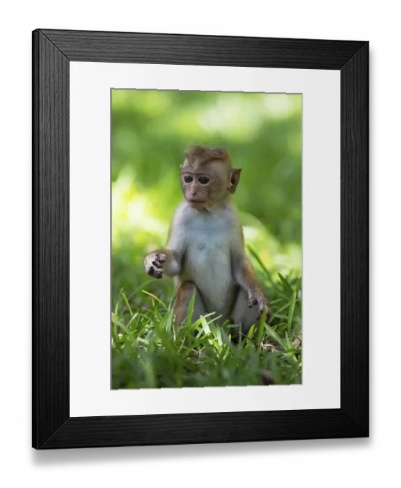 Framed Print : Ceylon hat monkey (Macaca sinica) Framed Print : Ceylon hat monkey (Macaca sinica)