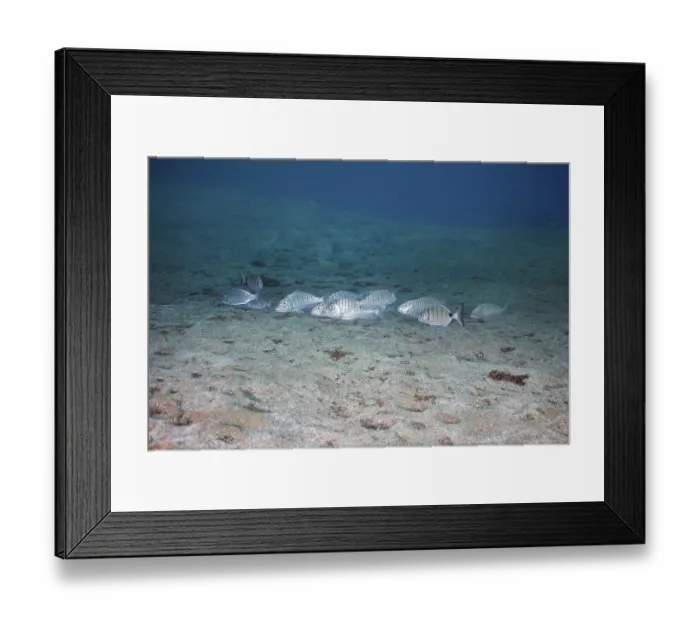 Framed Print : Shoal of marble sea bream (Lithognathus mormyrus) Framed Print : Shoal of marble sea bream (Lithognathus mormyrus)