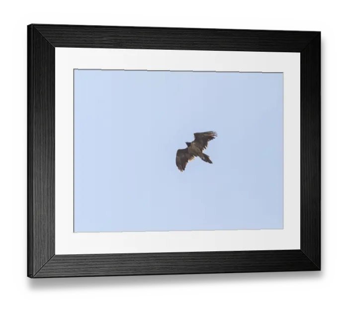 Framed Print : Bearded vulture (Gypaetus barbatus) Framed Print : Bearded vulture (Gypaetus barbatus)