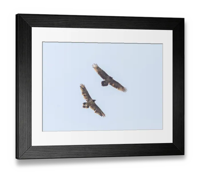 Framed Print : Bearded vulture (Gypaetus barbatus) Framed Print : Bearded vulture (Gypaetus barbatus)