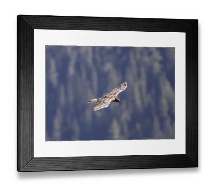 Framed Print : Bearded vulture (Gypaetus barbatus) Framed Print : Bearded vulture (Gypaetus barbatus)