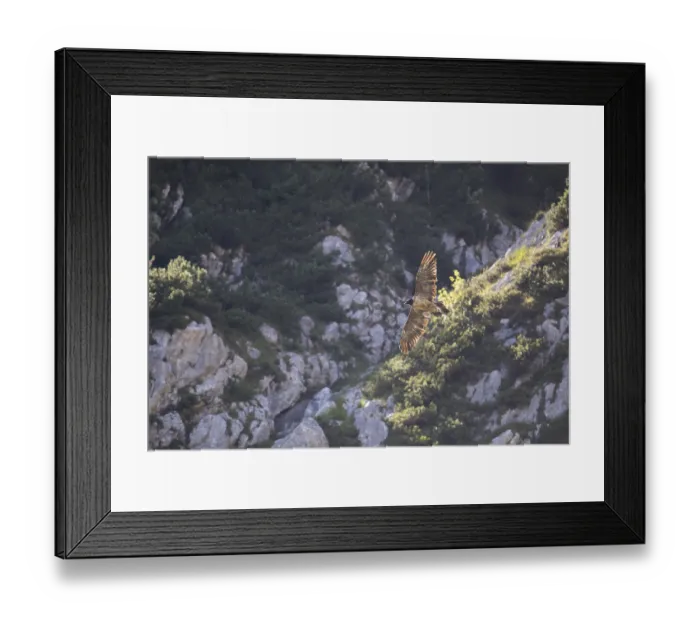 Framed Print : Bearded vulture (Gypaetus barbatus)