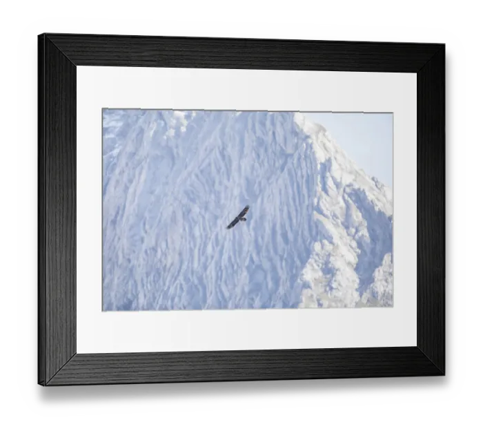 Framed Print : Bearded vulture (Gypaetus barbatus) Framed Print : Bearded vulture (Gypaetus barbatus)