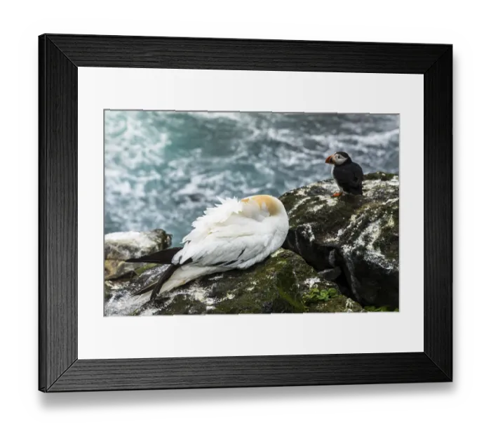 Framed Print : Sleeping Northern Gannet (Morus bassanus)