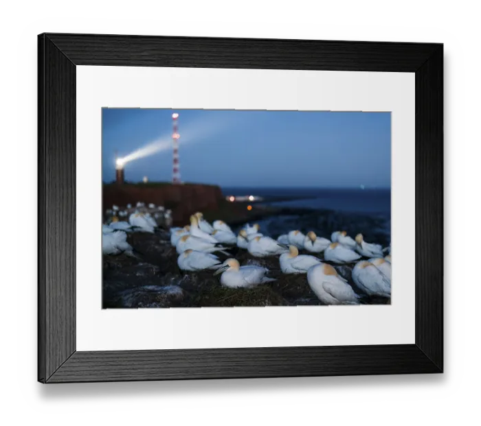 Framed Print : Northern gannet (Morus bassanus) Framed Print : Northern gannet (Morus bassanus)