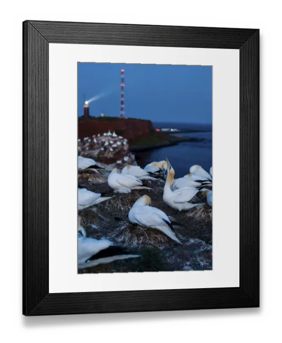 Framed Print : Northern gannet (Morus bassanus)