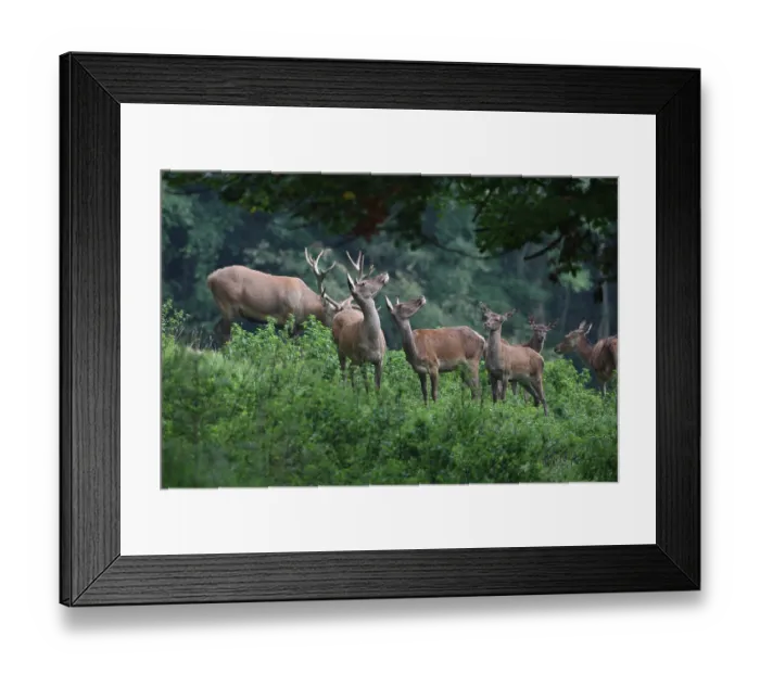 Framed Print : Red deer (Cervus elaphus) during the rut Framed Print : Red deer (Cervus elaphus) during the rut